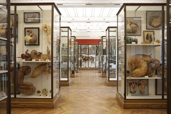 Fragonard Museum of the Maisons-Alfort Veterinary School-迈松阿尔福必去景点