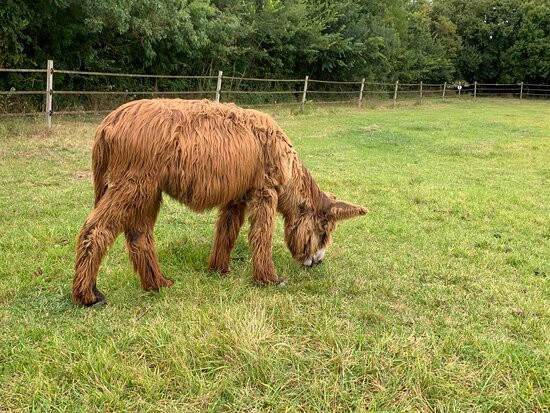 Asinerie de Varennes-Dompierre sur Mer必去景点