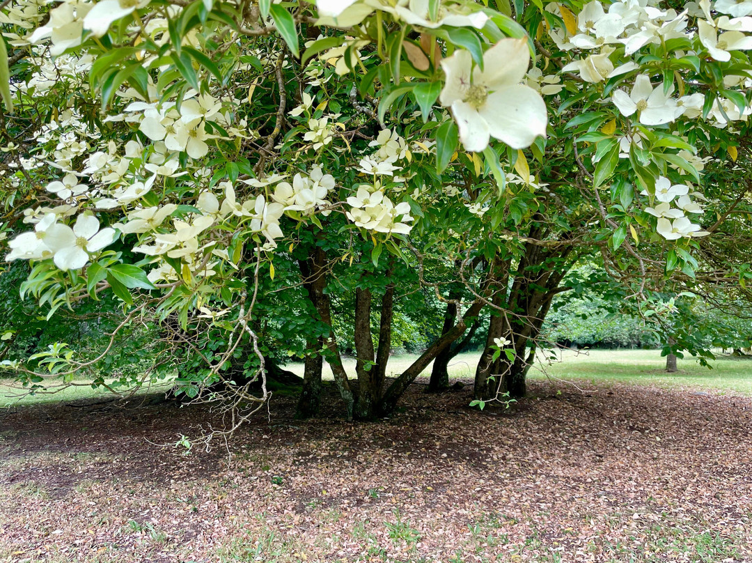 Sanatorium Picnic Ground