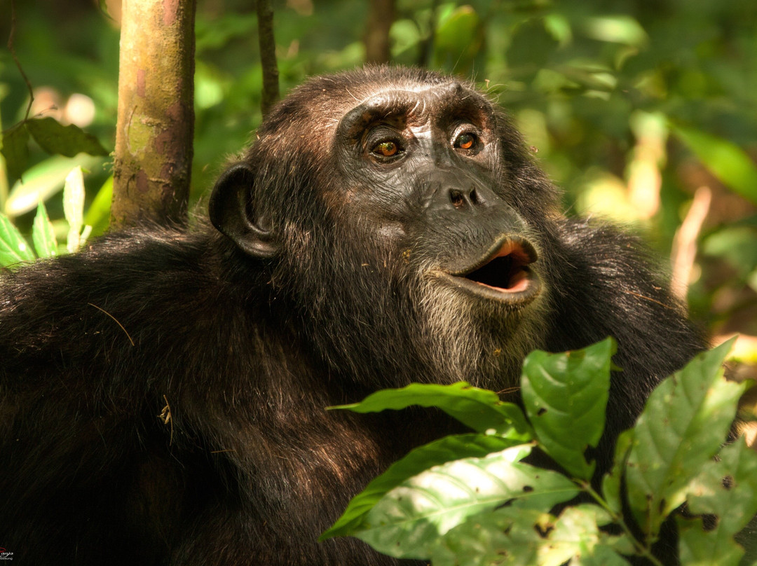 Ostafrika Safaris-坎帕拉必去景点