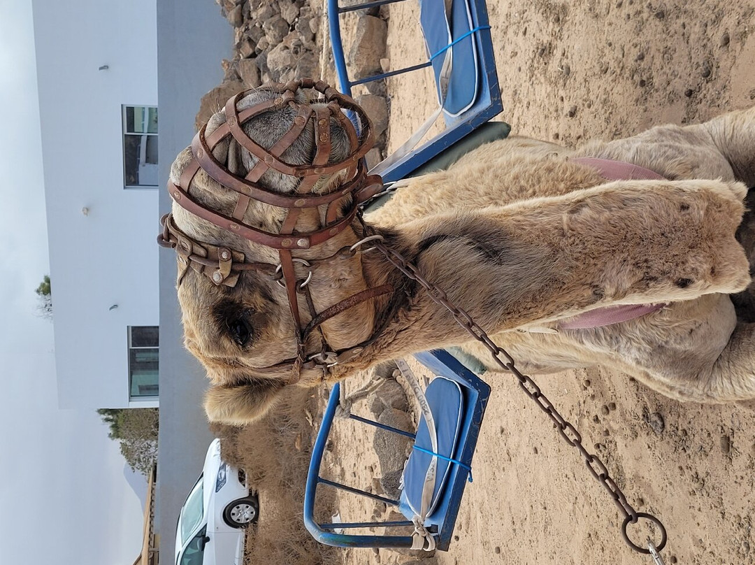 Camel Rides Lajares-拉哈雷斯必去景点