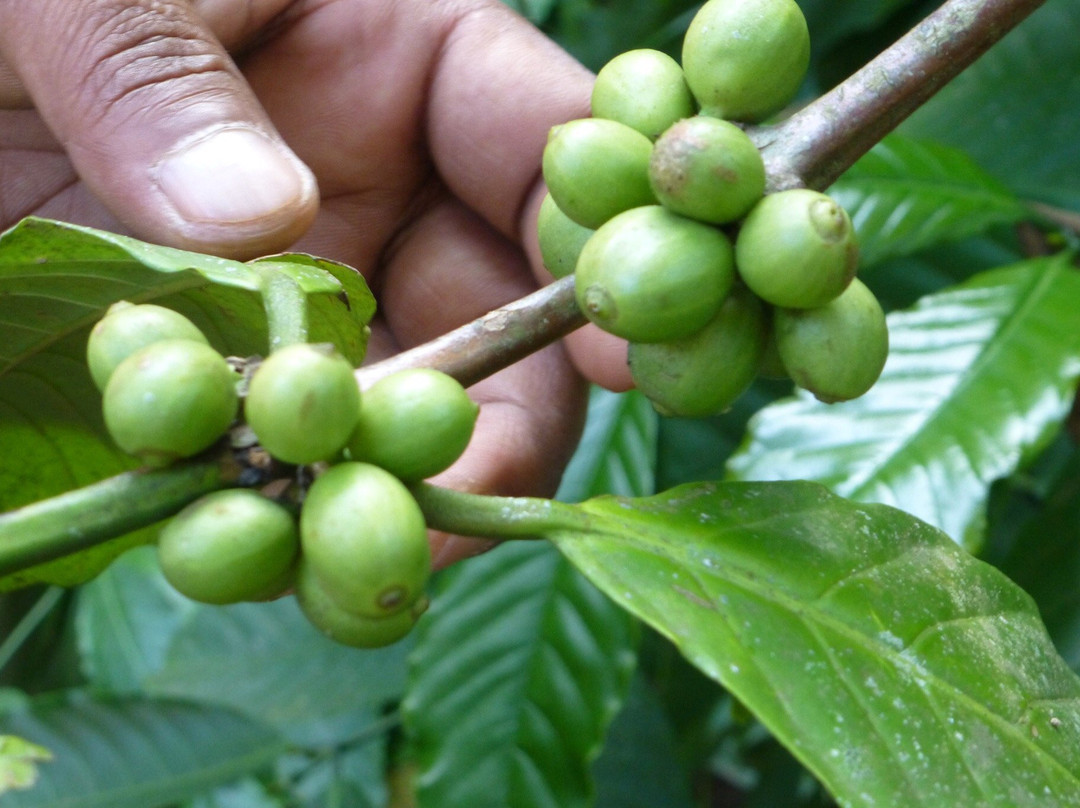 Green Land Spice Garden-康提必去景点