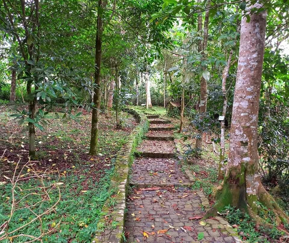 Jardim Botanico do Bom Sucesso景点图片