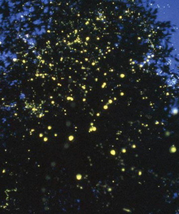 Firefly Watching景点门票图片