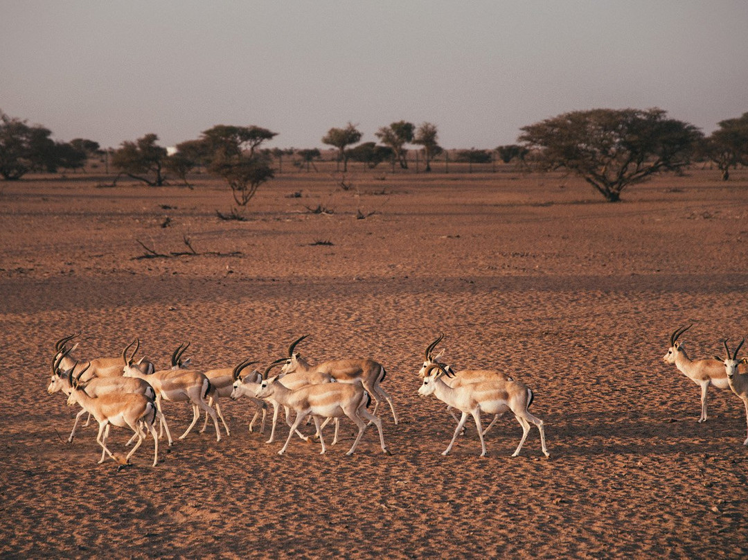 Al Wusta Governorate旅游攻略图片