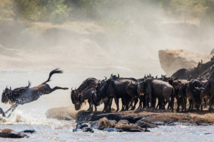 Kenya Safari & Maasai Mara Adventures景点图片
