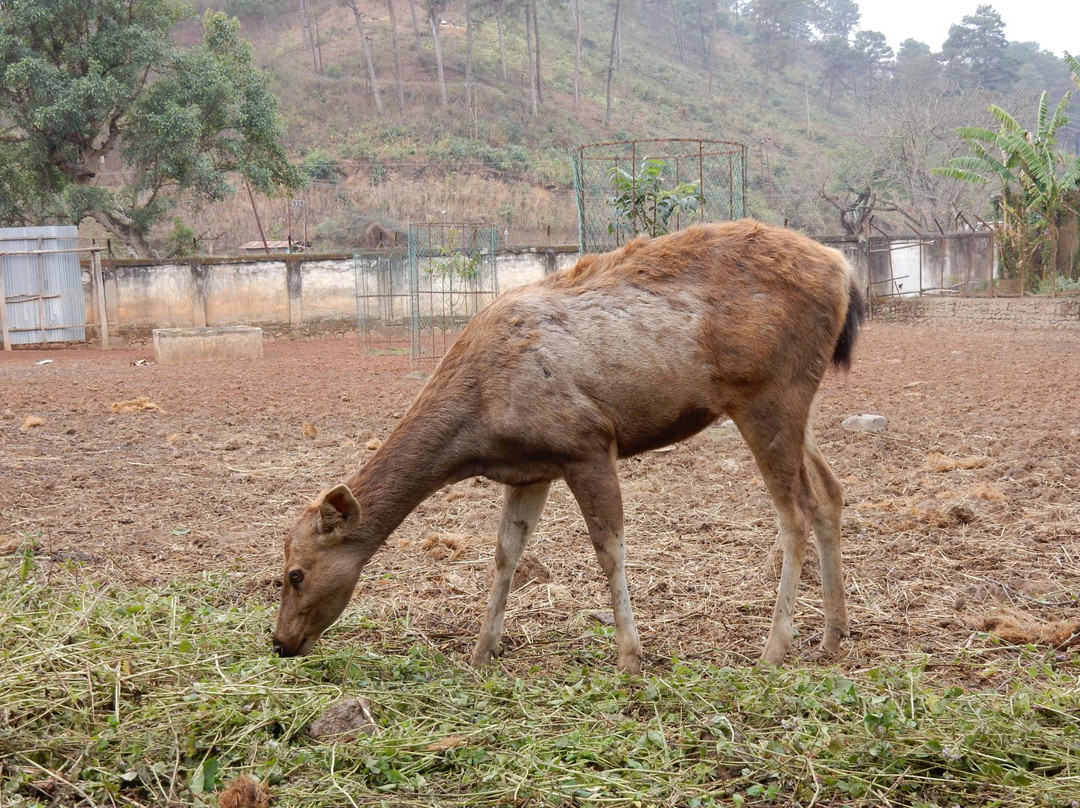 Manipur Zoological Gardens-因帕尔必去景点