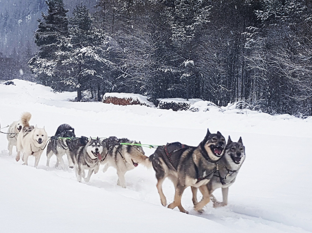 Of Sled Dogs Tracks景点图片