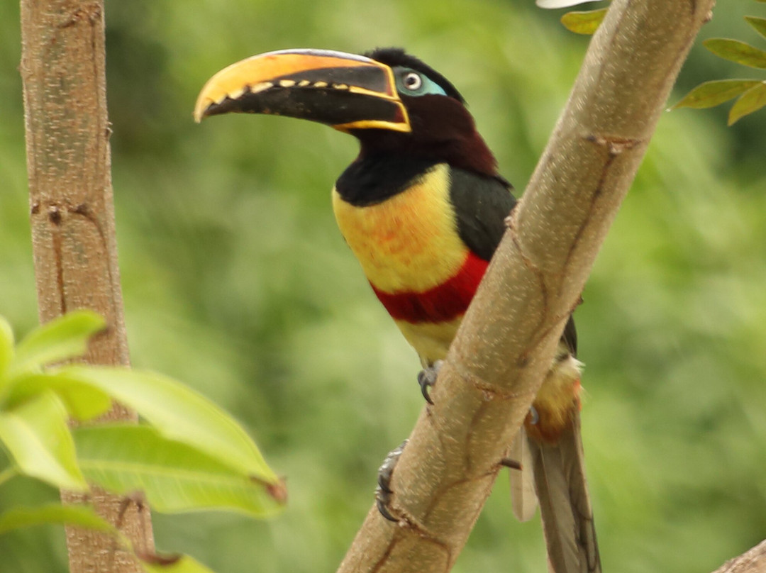 Wild Llanos Tours and Safaris景点图片