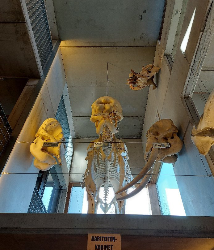 MuseOs-科克赛德必去景点
