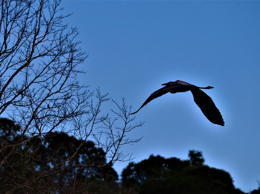 Justin's Jungle Airboat Rides-Umatilla必去景点