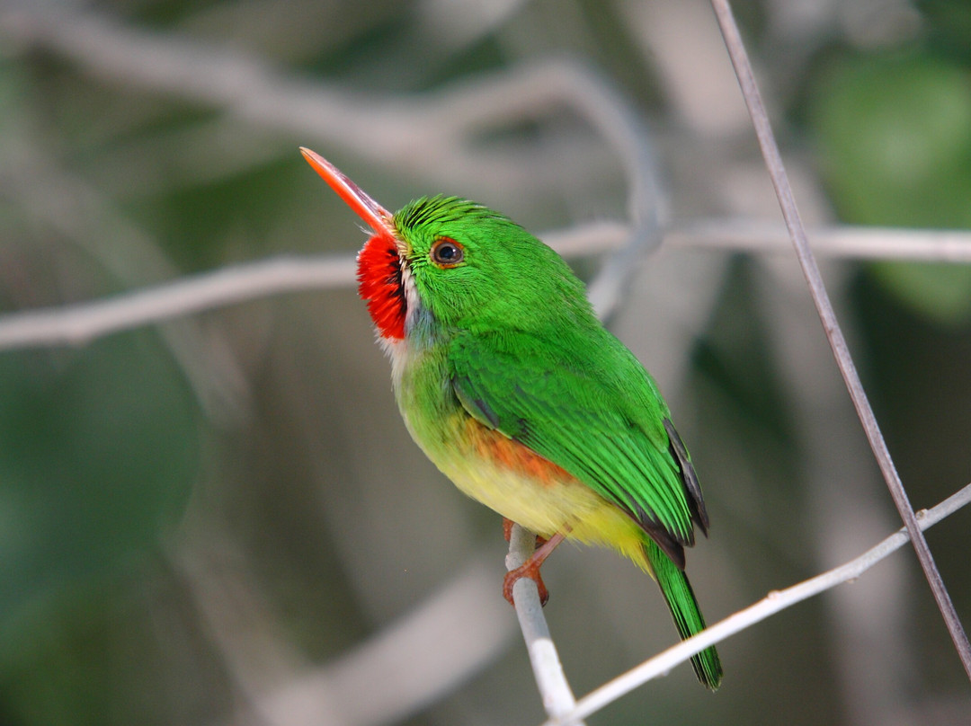 Arrowhead Birding Tours景点图片