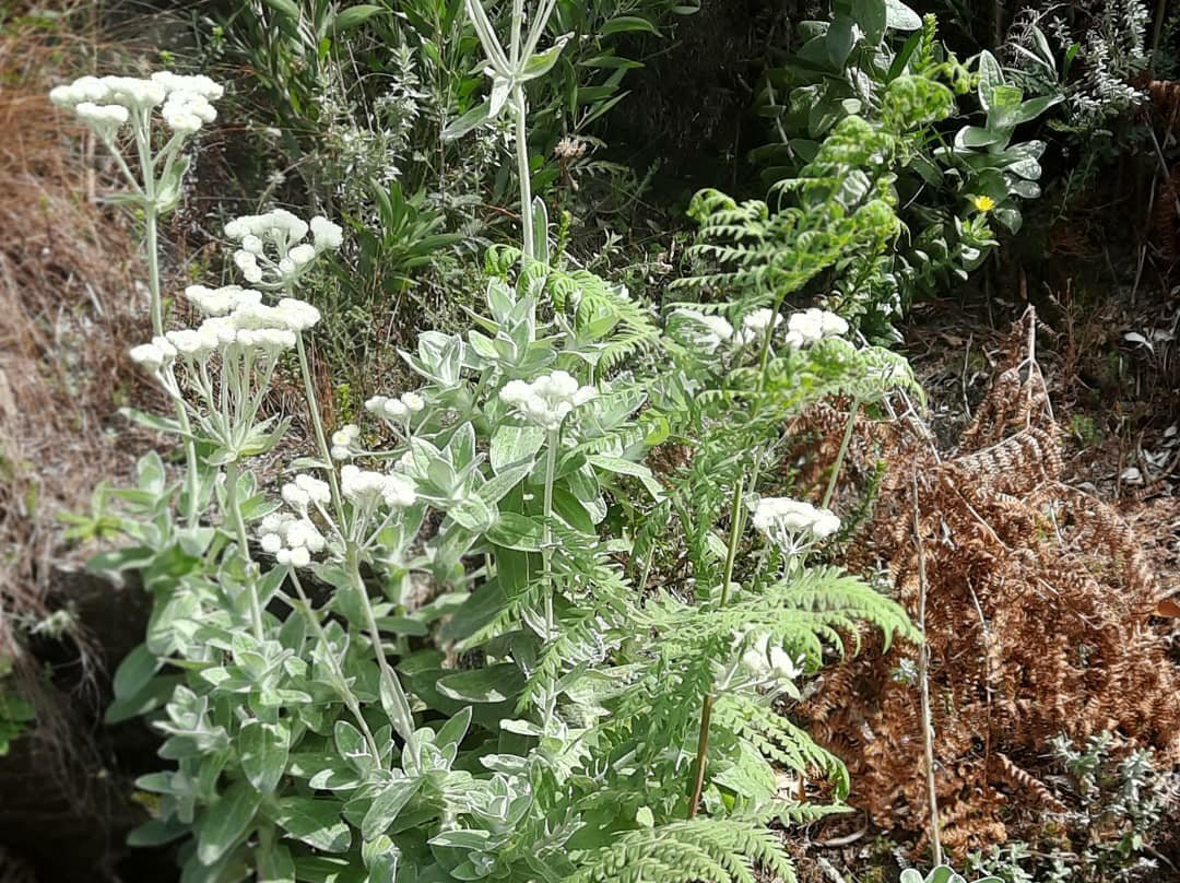 Cecilia Forest-康士坦提亚必去景点