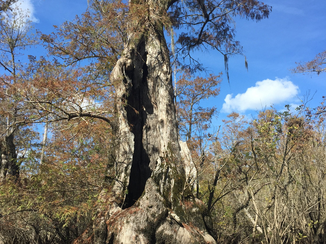 Captain Charles Robbins' Cape Fear River Adventures景点图片