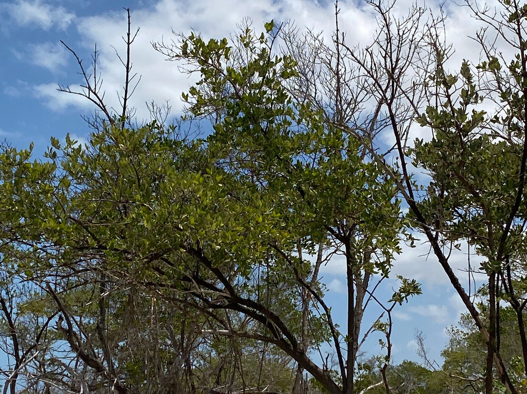 Ilha do Amor Beach-Camocim必去景点