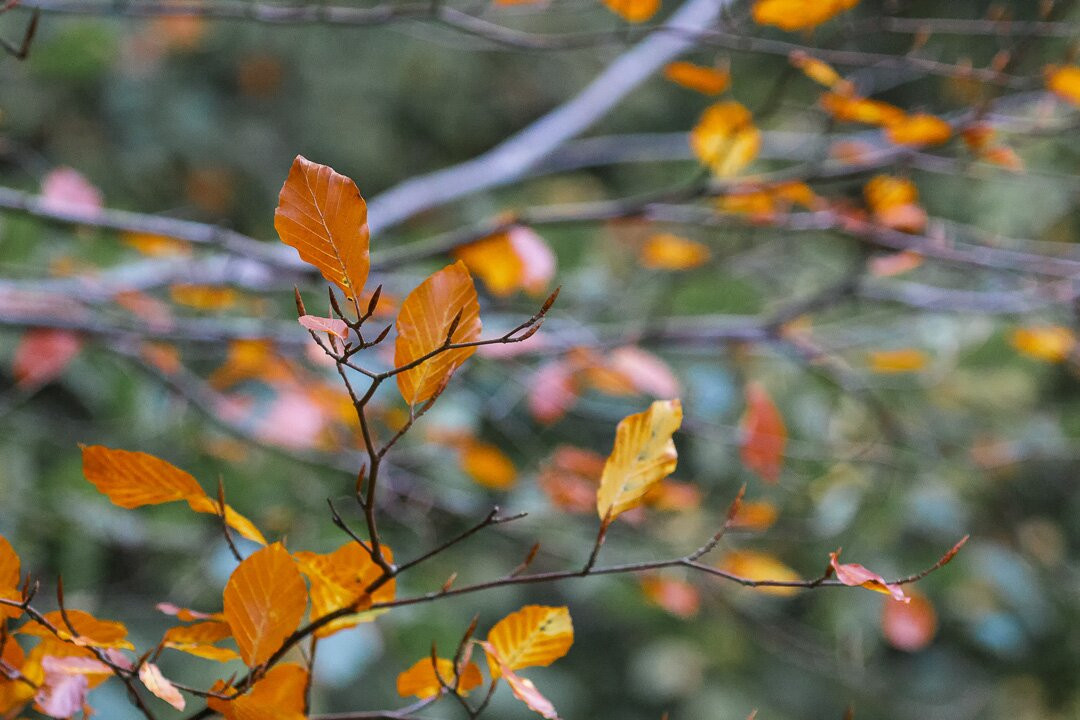 Nagshead Nature Reserve-Parkend必去景点