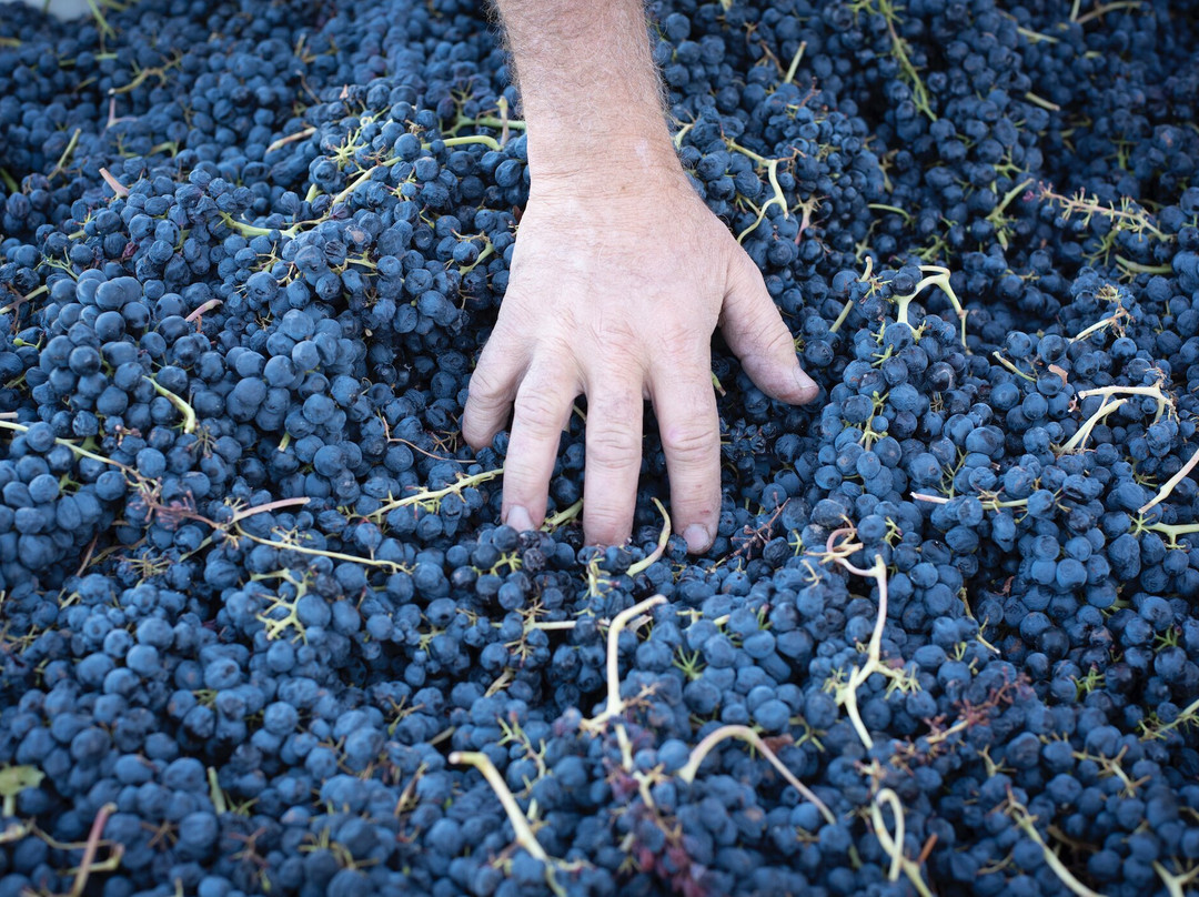 Holesinsky Vineyard & Winery-Buhl必去景点