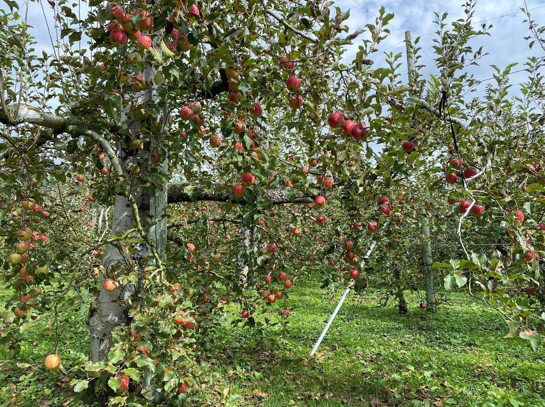Sakaue Fruit Orchard-沼田市必去景点