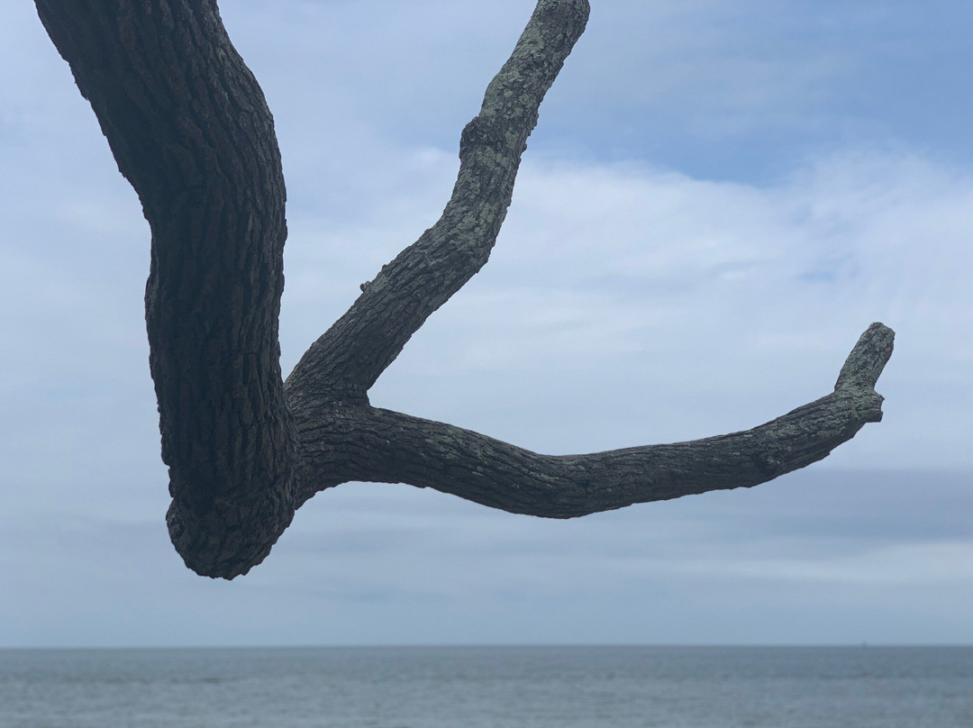 Springer's Point Preserve-Ocracoke必去景点