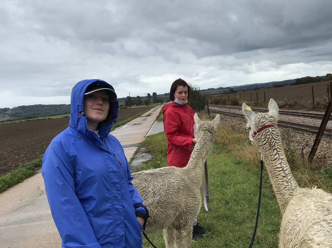 Alpaca Annie景点图片
