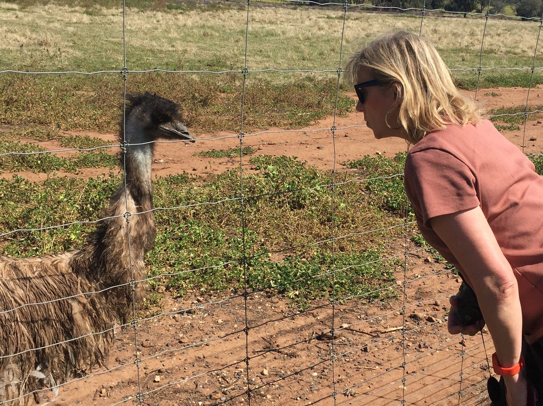 Emu Logic景点图片