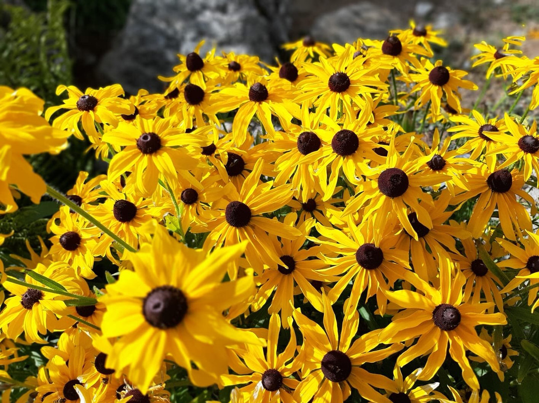 Giardino Botanico Alpino Paradisia景点图片