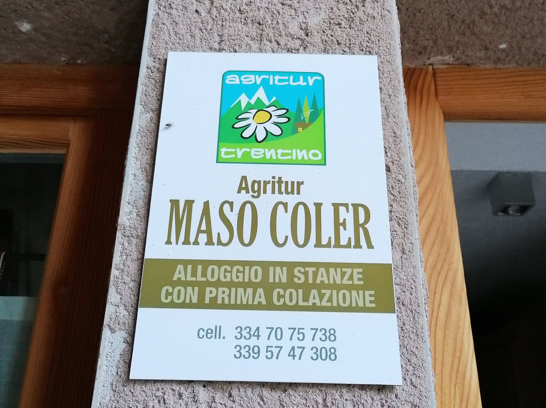 Maso Coler主图