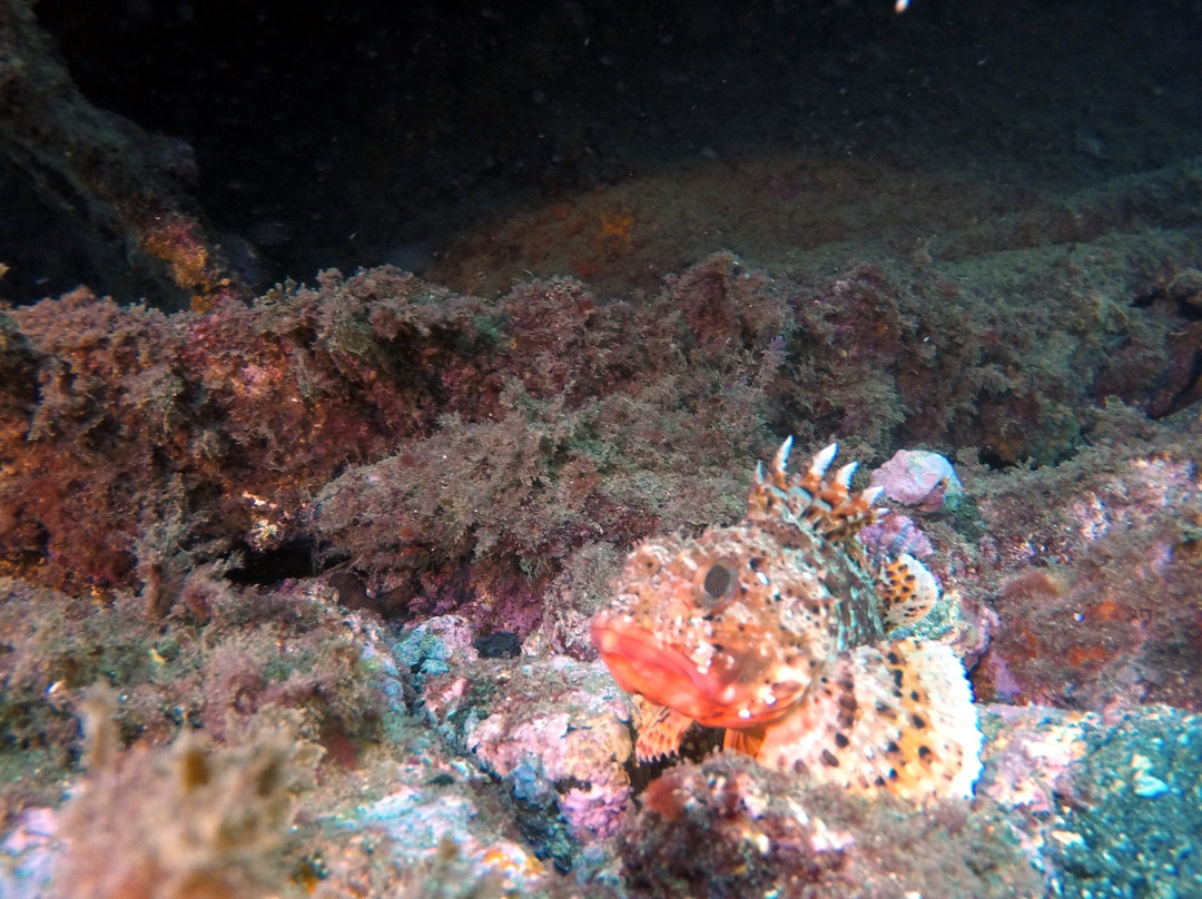 Deep Blue Azores Diving Center-亚速尔群岛英雄港中心区必去景点