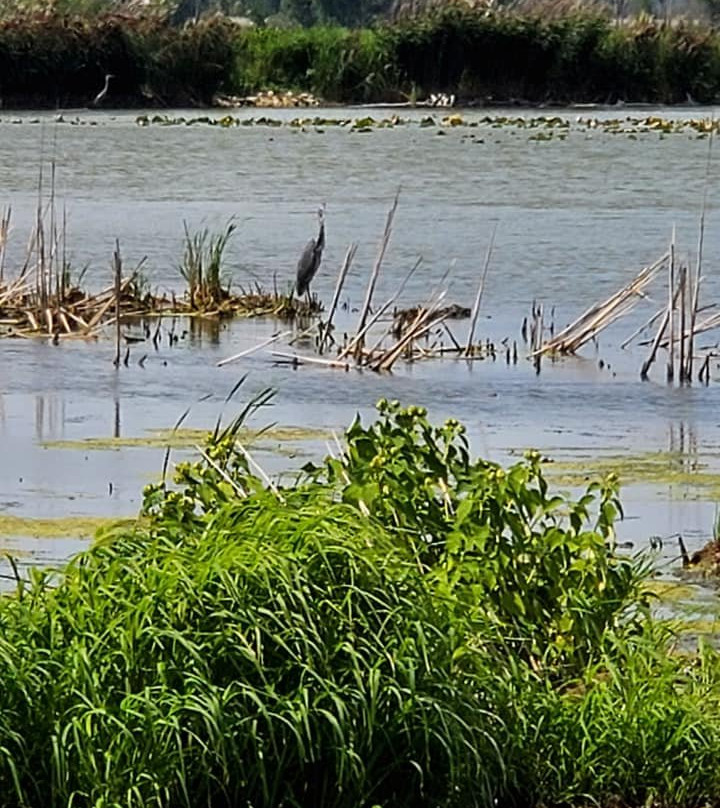 Hillman Marsh Conservation Area景点图片