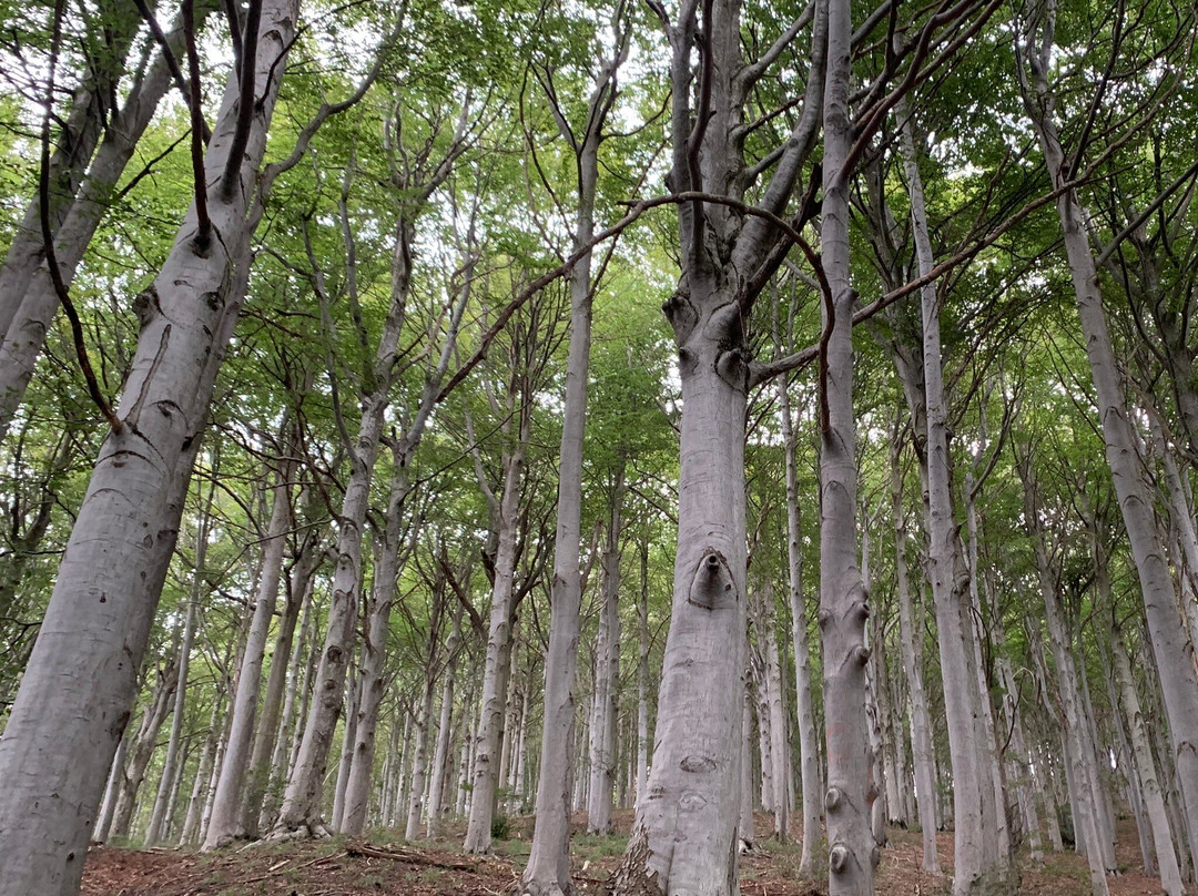 Foresta demaniale del Melogno-Calizzano必去景点