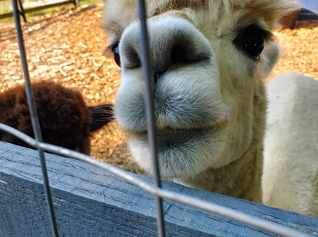 Lilymoore Alpaca Farm-Pleasant Valley必去景点