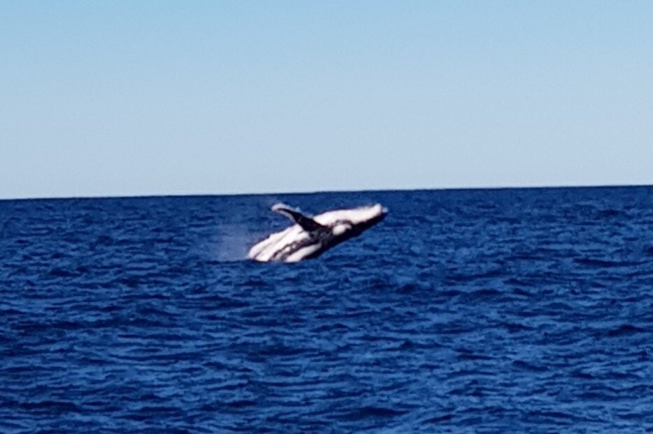 Whale Watching Yamba景点图片