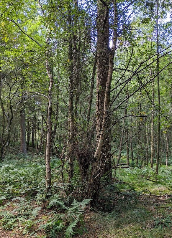 Braidwood旅游攻略图片
