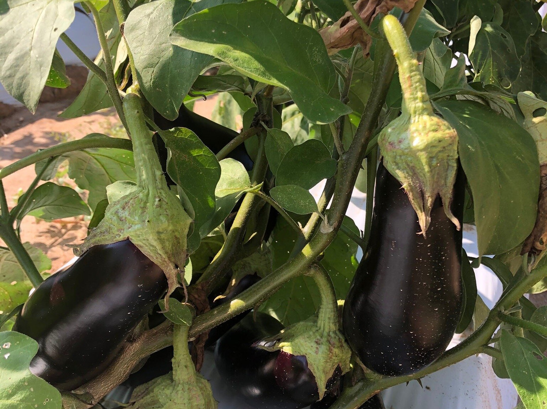 Hallock's U-Pick Farm-New Egypt必去景点