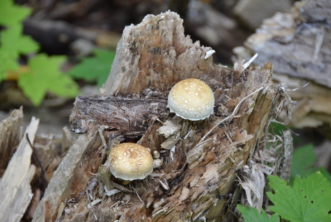 Pete's Dam Trail-Temiskaming Shores必去景点
