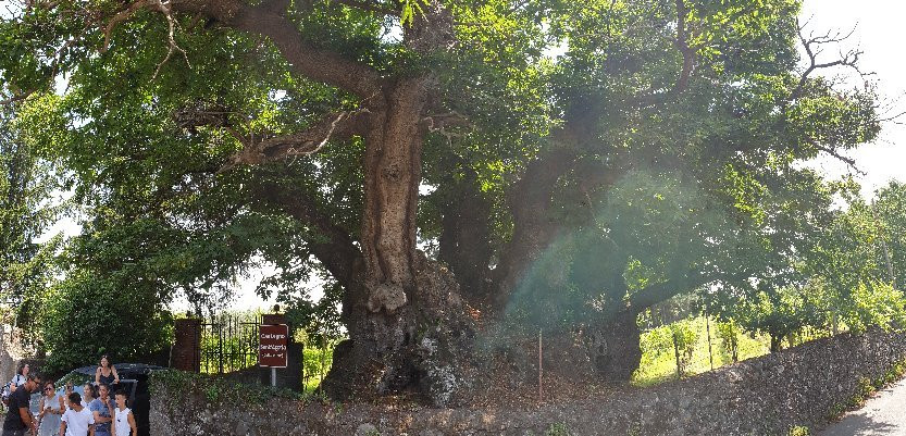 Hundred Horse Chestnut景点图片