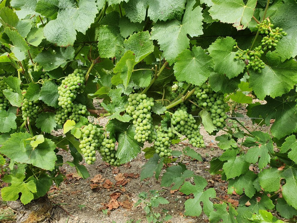 Champagne Verrier et Fils-Etoges必去景点