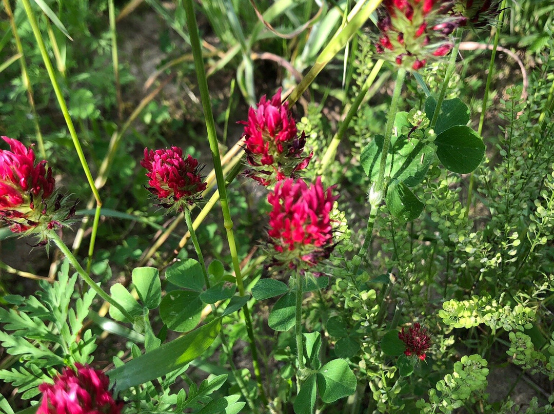 Shale Hollow Park-Lewis Center必去景点