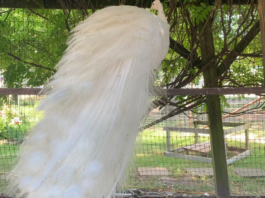 Big Joel's Safari-Wright City必去景点