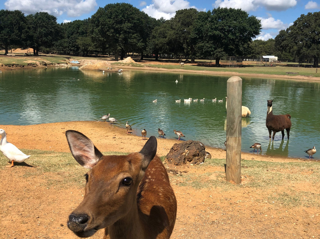 Franklin Drive Thru Safari-Franklin必去景点