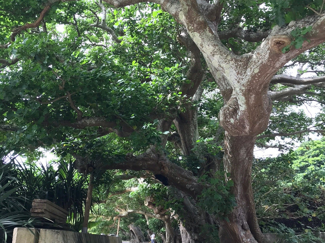 Shodon Deigo Trees景点图片