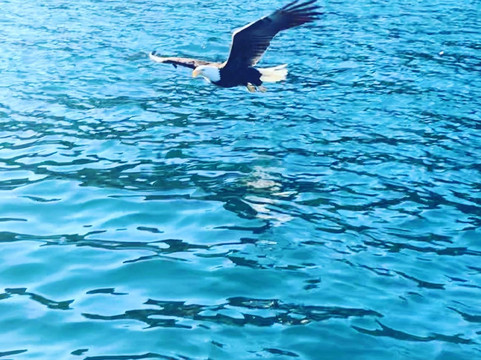 Seward Wildlife Tours-苏厄德必去景点