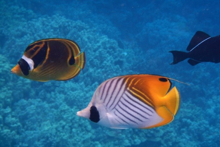 ADVENTURES IN PARADISE-凯乌渥必去景点