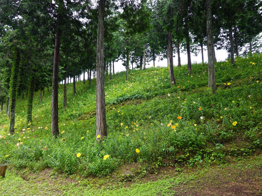 Tanigumi Lily Park-揖斐川町必去景点