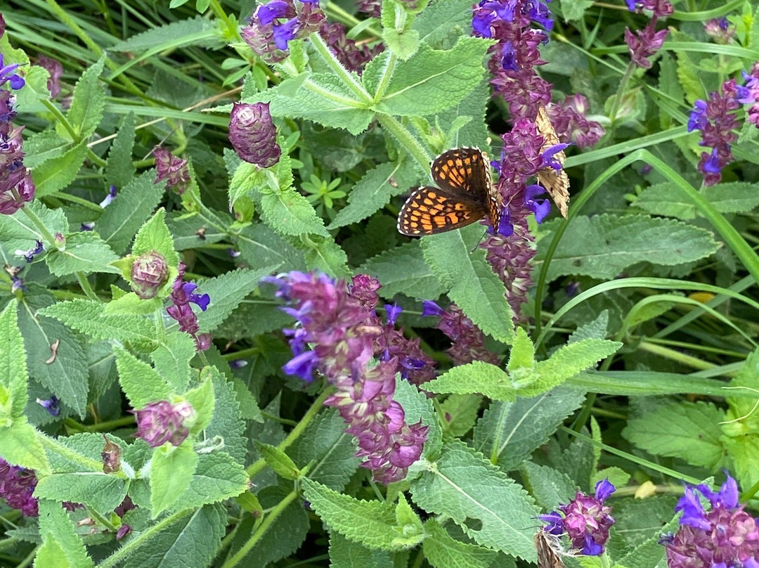 The Black Stork Hotel主图