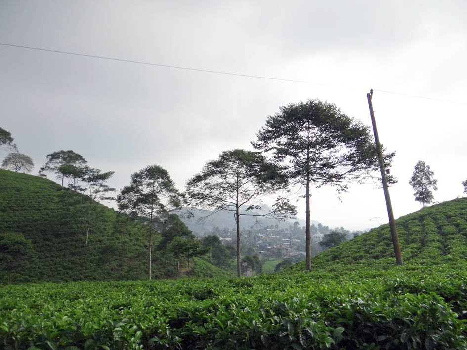 Kemuning Tea Plantation景点图片