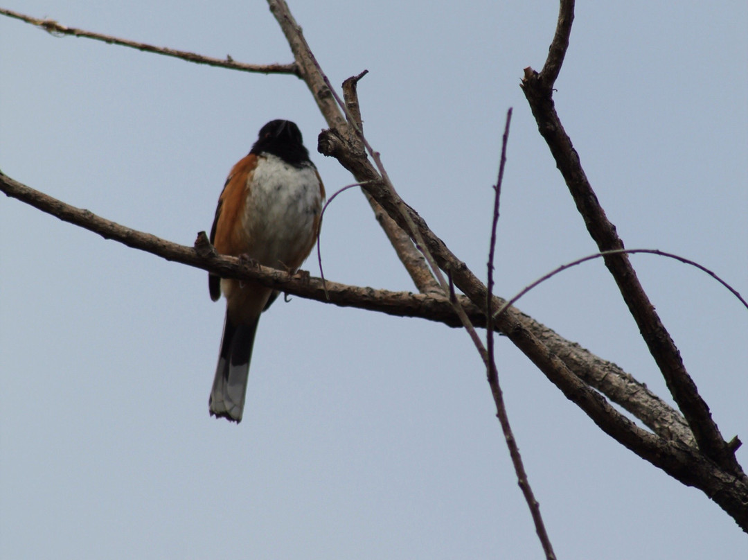 Pineridge Natural Area-科林斯堡必去景点
