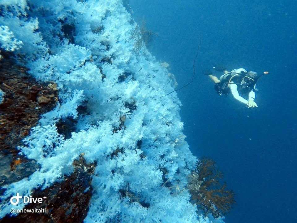 Dive Academy Fiji景点图片