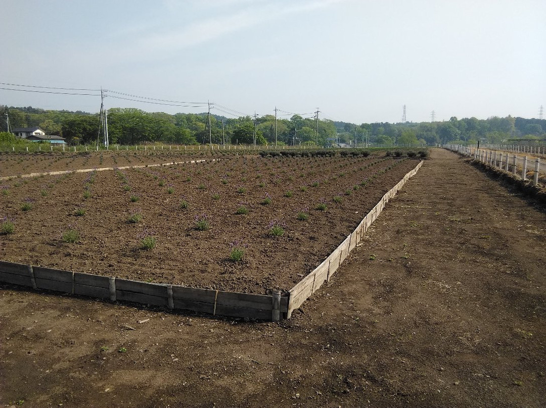 Ranzanmachi Sennen no Sono Lavender Field-岚山町必去景点