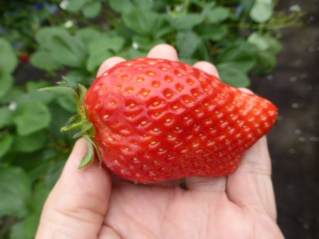 Washino Farm-海津市必去景点